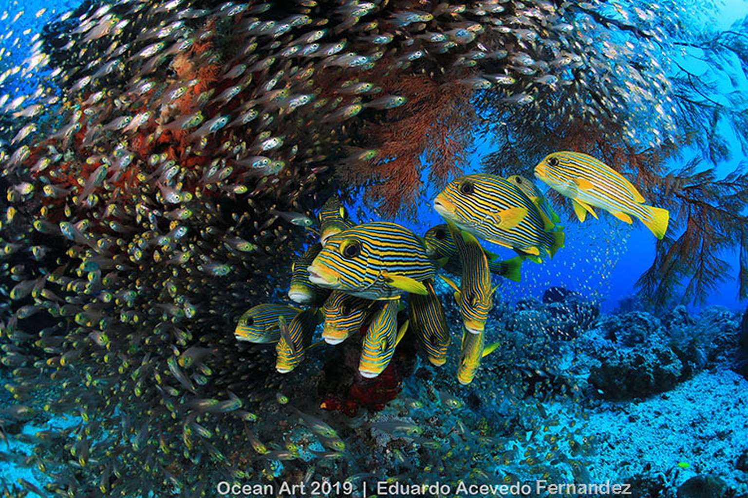 «Raja Ampat».