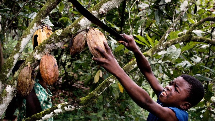 Elfenbeinkueste, Sinikosson, Kakaoplantage, Kakao, Plantage, Anbau, Landwirtschaft, Junge, Portrait, Kind, Kinderportrait, Kinderarbeit, Einheimischer, Bevoelkerung, Westafrika, Afrika, 02.10.2008. QF ...