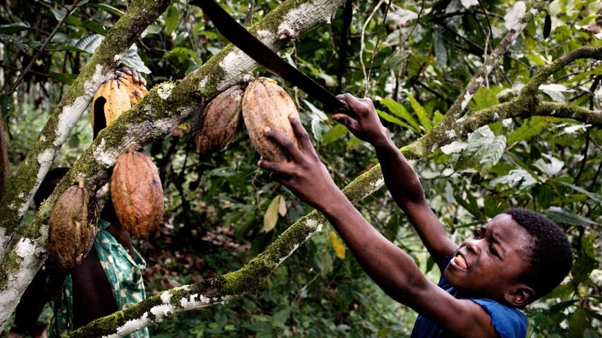 Elfenbeinkueste, Sinikosson, Kakaoplantage, Kakao, Plantage, Anbau, Landwirtschaft, Junge, Portrait, Kind, Kinderportrait, Kinderarbeit, Einheimischer, Bevoelkerung, Westafrika, Afrika, 02.10.2008. QF ...