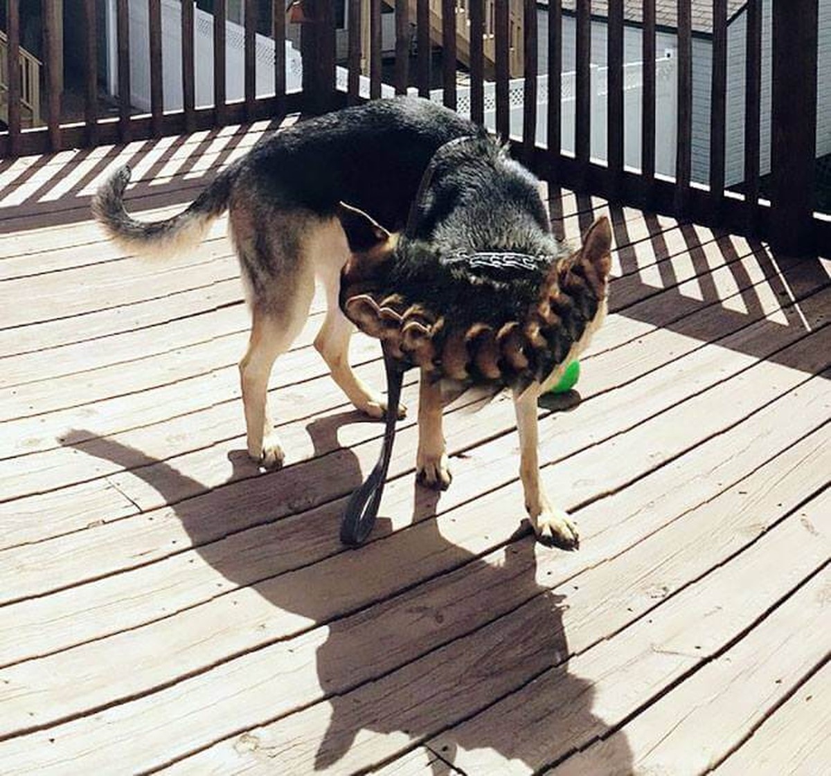 Panorama-Fails Tiere