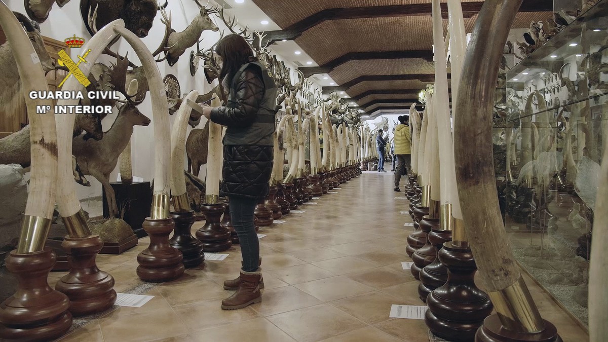 In this photo provided by the Spanish Civil Guard and made available on Sunday April 10, 2022, Civil Guards check stuffed animals and tusks in Betera, Spain. Spain's Civil Guard says it is invest ...