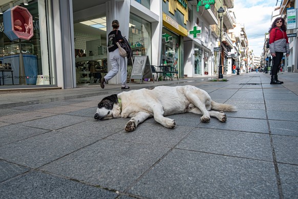 Ein streunender Hund in der Fussgaengerzone von Chalkida am 11. Februar 2026. GREECE - EUBOEA - CHALKIDA