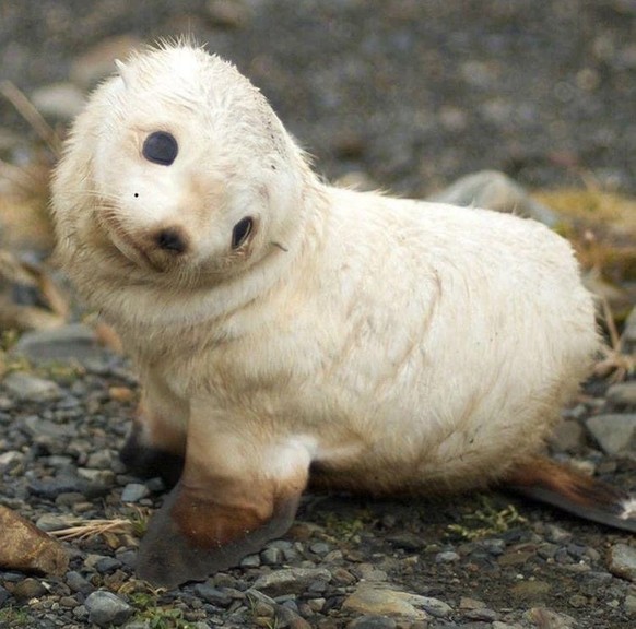 cute news tier robbe

https://www.reddit.com/r/Awww/comments/1ewnqvp/get_me_some_fish_and_then_you_can_pet_me/