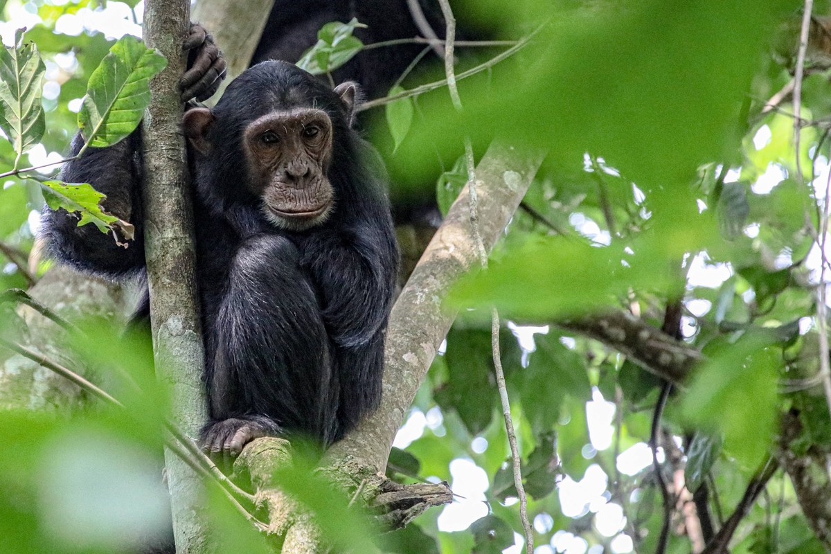 chimpanzee, Budango forest, Uganda chimpanzee, Budango forest, Murchisson National Park, Uganda. December 2021 Photo by Erik Sampers/ABACAPRESS.COM Uganda PUBLICATIONxNOTxINxFRAxSPAxUKxUSAxBELxPOL Cop ...