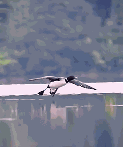 Animiertes GIF