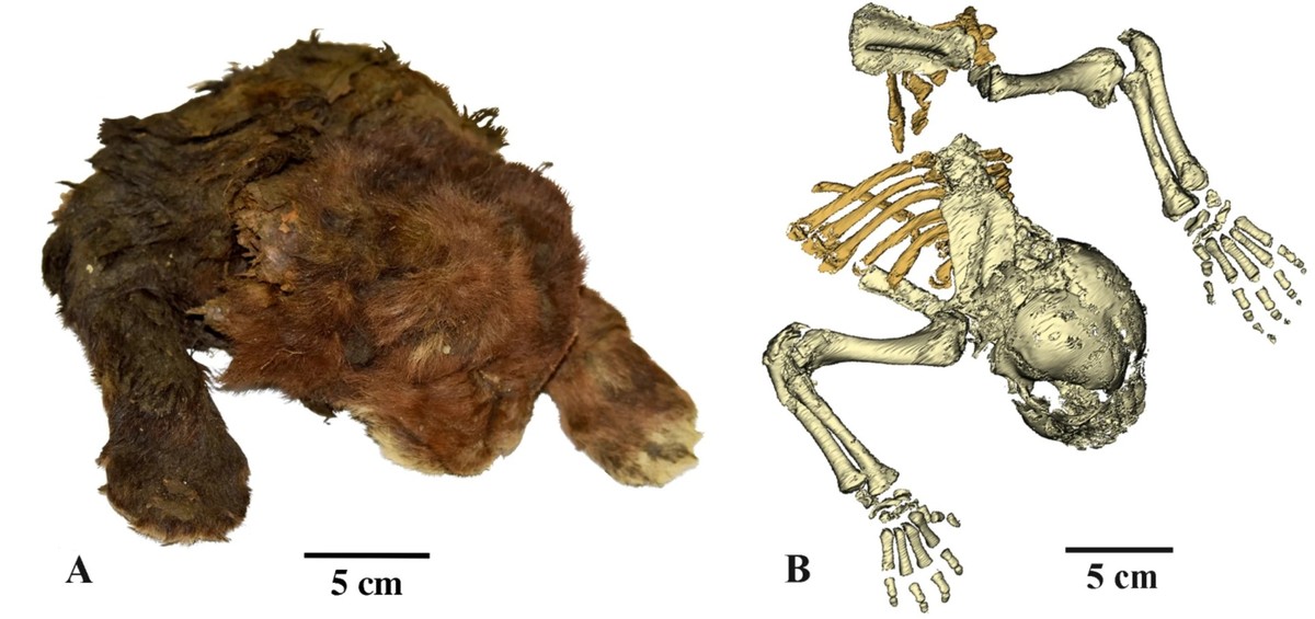 Die gefrorene Mumie von Homotherium latidens (Owen, 1846), Exemplar DMF AS RS, Nr. Met-20-1, Russland, Republik Sacha (Jakutien), Indigirka-Flussbecken, Badyarikha-Fluss; Oberpleistozän: (A) Äußeres E ...