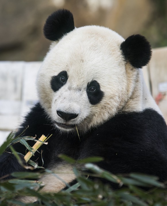 epa05806841 The Smithsonian&#039;s giant panda cub Bao Bao eats bamboo on her final morning at the National Zoo in Washington, DC, USA, 21 February 2017. Bao Bao, who was born in 2013, departed later  ...