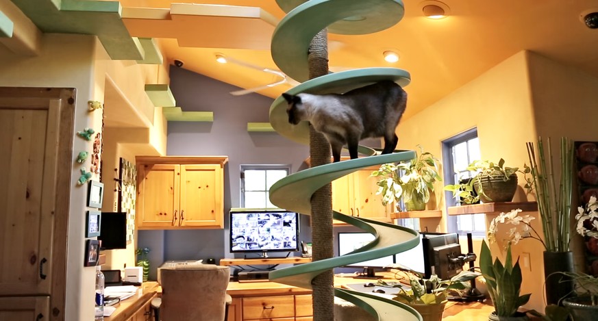 Dieser Mann hat sein Haus in ein Paradies für Katzen umgebaut