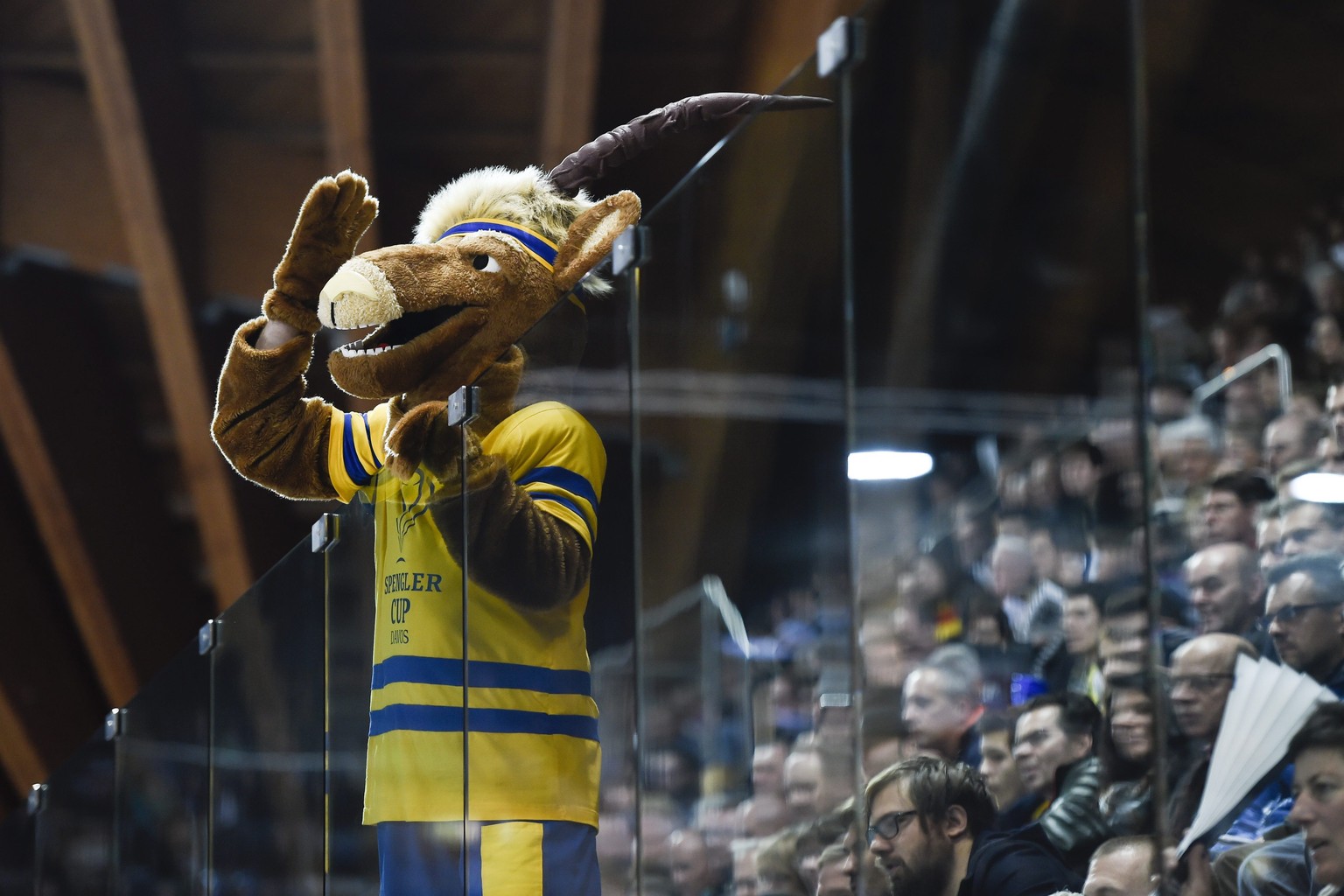 Hitsch, der Steinbock, bei seiner Arbeit am Spengler Cup.&nbsp;