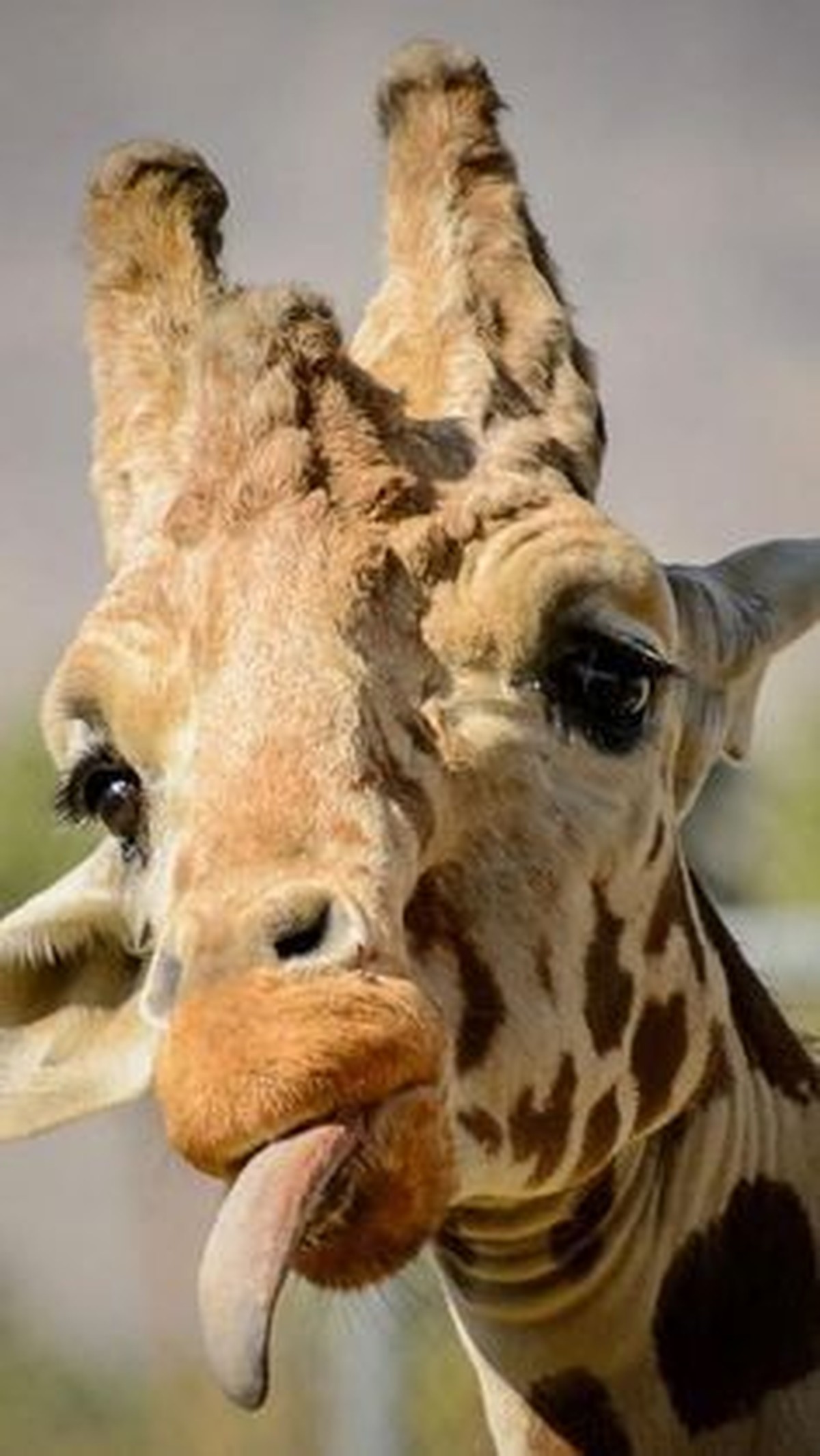 cute news tier giraffe

https://ch.pinterest.com/pin/962433382861843321/