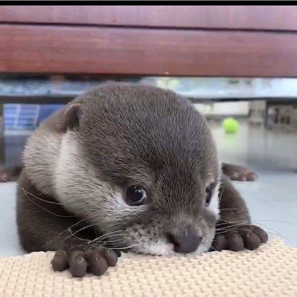 Otter