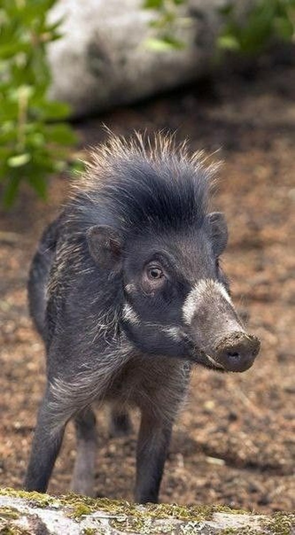 cute news tier Visayas-Pustelschwein

https://ch.pinterest.com/pin/116882552825849873/