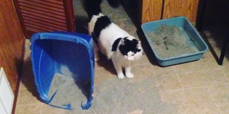 10 Fehler, die Katzenbesitzer beim Katzenklo vermeiden sollten
