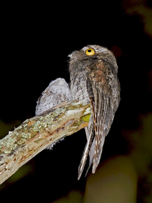 Potoo, Tagschläfer
https://imgur.com/gallery/zNIxJ