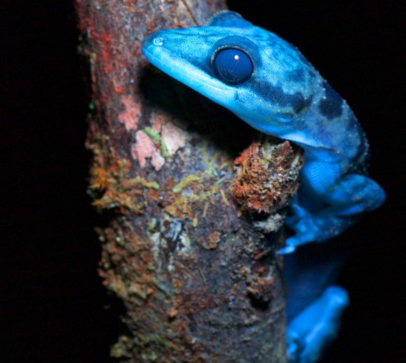 Ein Gecko im ultravioletten Licht.