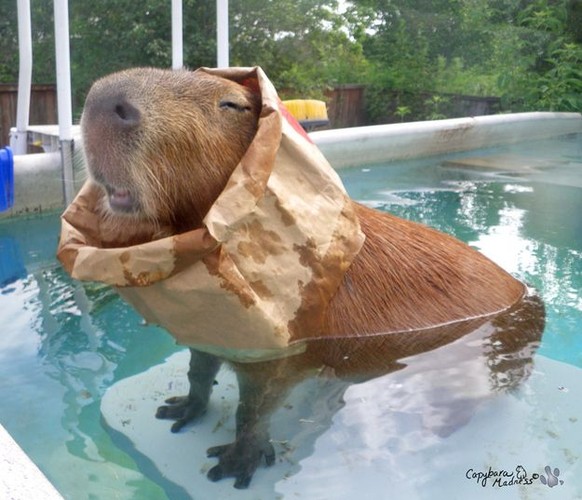 capybara

https://imgur.com/gallery/mfGQ430