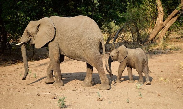 cute news tier elefanten

https://www.reddit.com/r/Elephants/comments/12yqm6q/super_mom/