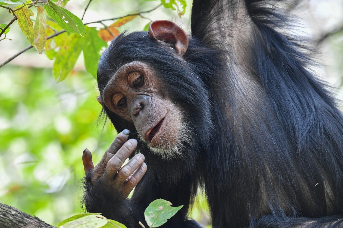 Nikon Comedy Wildlife Awards 2025