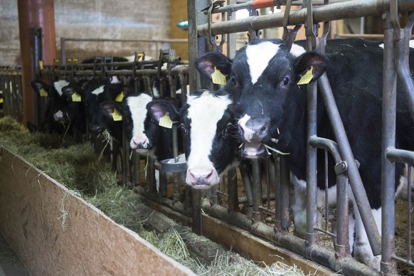 Ein Vorzeigebetrieb fuer artgerechte Tierhaltung (Holsteiner Kaelber) und Fleischproduktion, bei der Familie Philipp Fasel, in Alterswil, am 29. Januar 2014. Die Proviande, die Branchenorganisation de ...