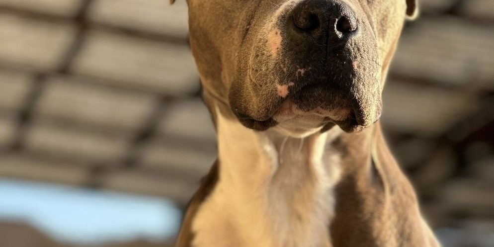 Der Hund hat die 73-Jährige in Flawil schwer verletzt. Die Frau musste in ein Spital eingeliefert und operiert werden.