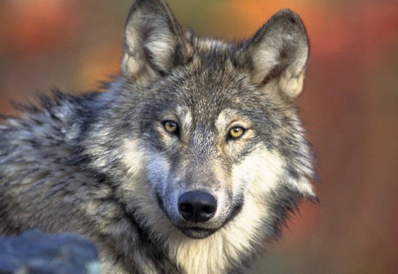 FILE - This photo provided by the U.S. Fish and Wildlife shows a gray wolf, April 18, 2008. Department of Natural Resources officials released their first new wolf management plan in almost 25 years i ...