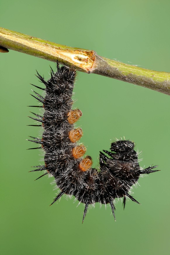 Trauermantel Schmetterling