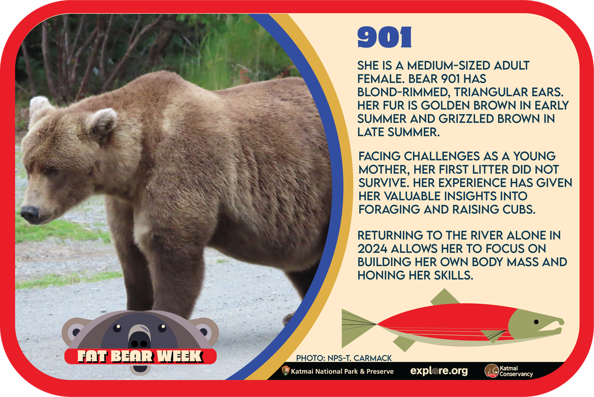 Bärin 901 bei der «Fat Bear Week»