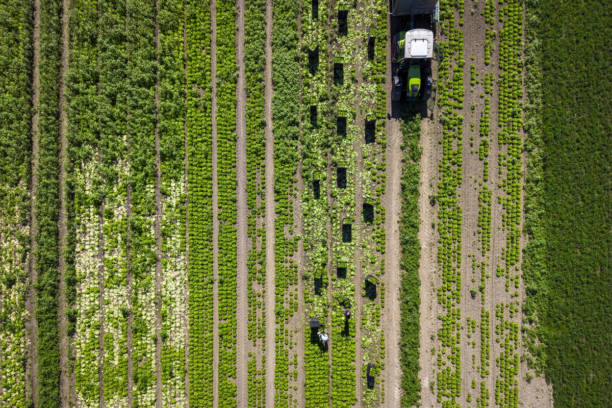 Arbeiter ernten Salat auf einem Feld in Zuerich Affoltern, am Freitag, 4. September 2026 in Zuerich.. (KEYSTONE/Michael Buholzer)
