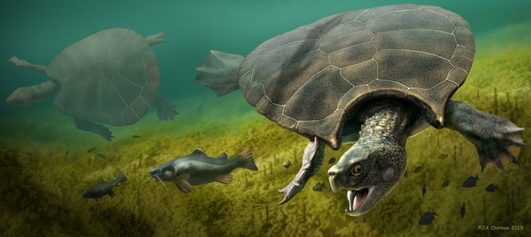 HANDOUT - Grafische Rekonstruktion der Riesenschildkroete Stupendemys geographicus, die vor 8 Mio. Jahren in Venezuela lebte. Tonnenschwer und gehoernt: Palaeobiologen der Uni Zuerich haben in Suedame ...