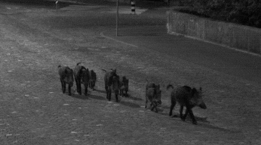 Die Wildschweinbande auf nächtlicher Tour am Aarauer Zollrain.