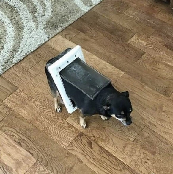 Die lustigsten Fails der Woche: Dicker Hund