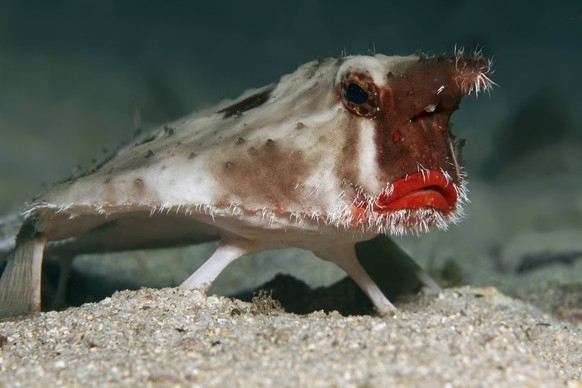 Rotlippen-Fledermausfisch, Darwin-Fledermausfisch (Ogcocephalus darwini), Cocos Island, Kokosinsel, Costa Rica, Nordamerika Copyright: imageBROKER/NorbertxProbst ibxnpr04174475.jpg

Rotlippen Bat fish ...