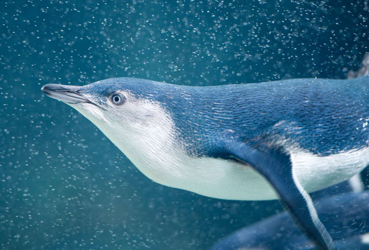 cute news tier zwergpinguin

https://www.reddit.com/r/Awwducational/comments/1087vtp/the_little_penguin_also_known_as_the_blue_penguin/