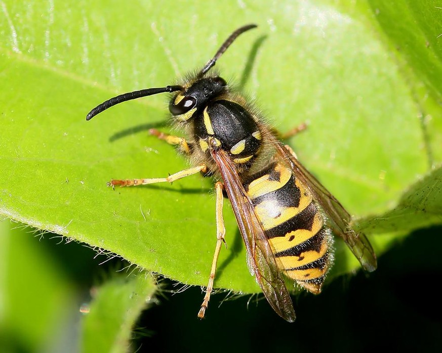 Gemeine Wespe (Vespula vulgaris)