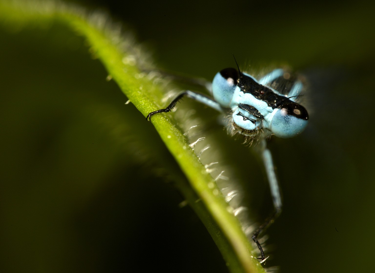 Kleinlibelle in Birri AG