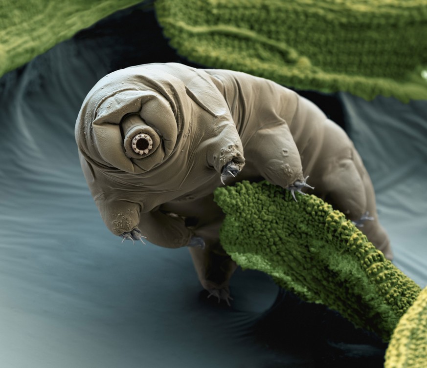 bärtierchen tardigrada