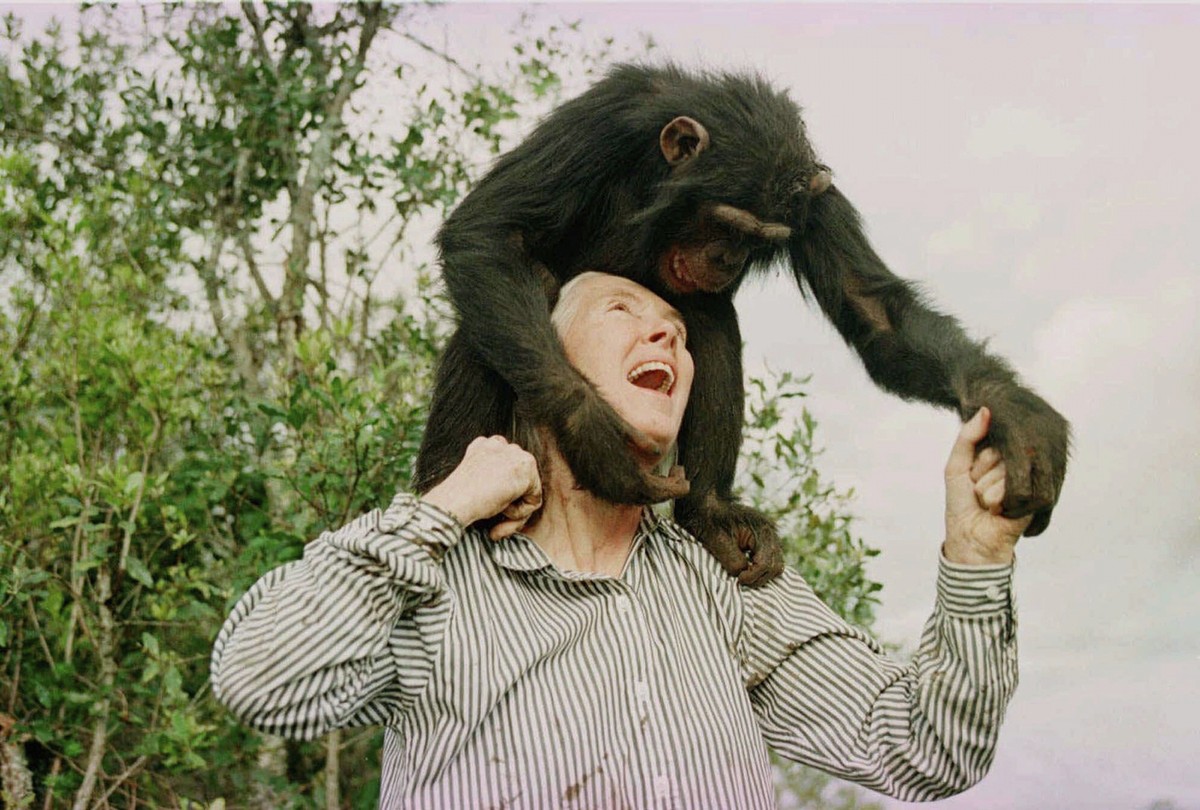 FILE - Jane Goodall plays with Bahati, a 3-year-old female chimpanzee, at the Sweetwaters Chimpanzee Sanctuary near Nanyuki, north of Nairobi, on Dec. 6, 1997. (AP Photo/Jean-Marc Bouju, File)
PLAYING ...
