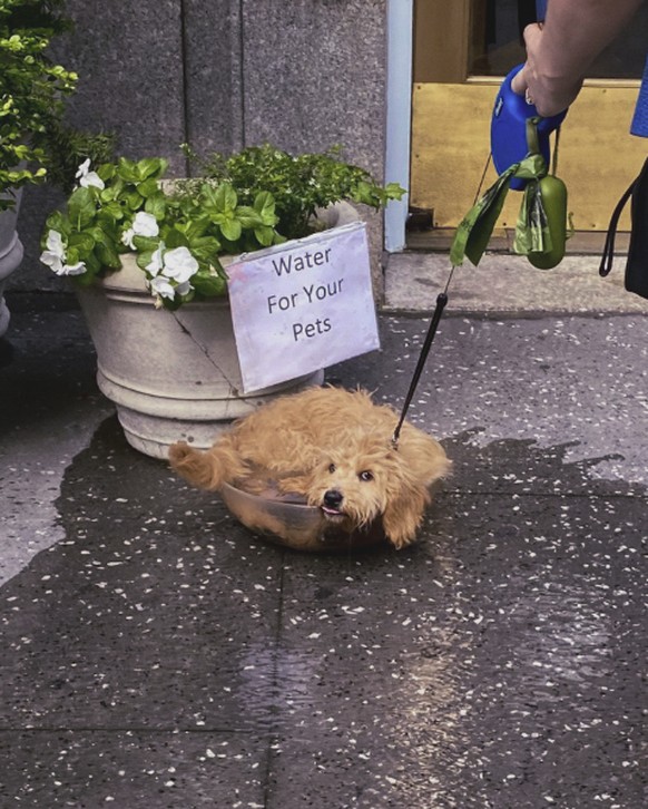 die lustigsten Fails der Woche