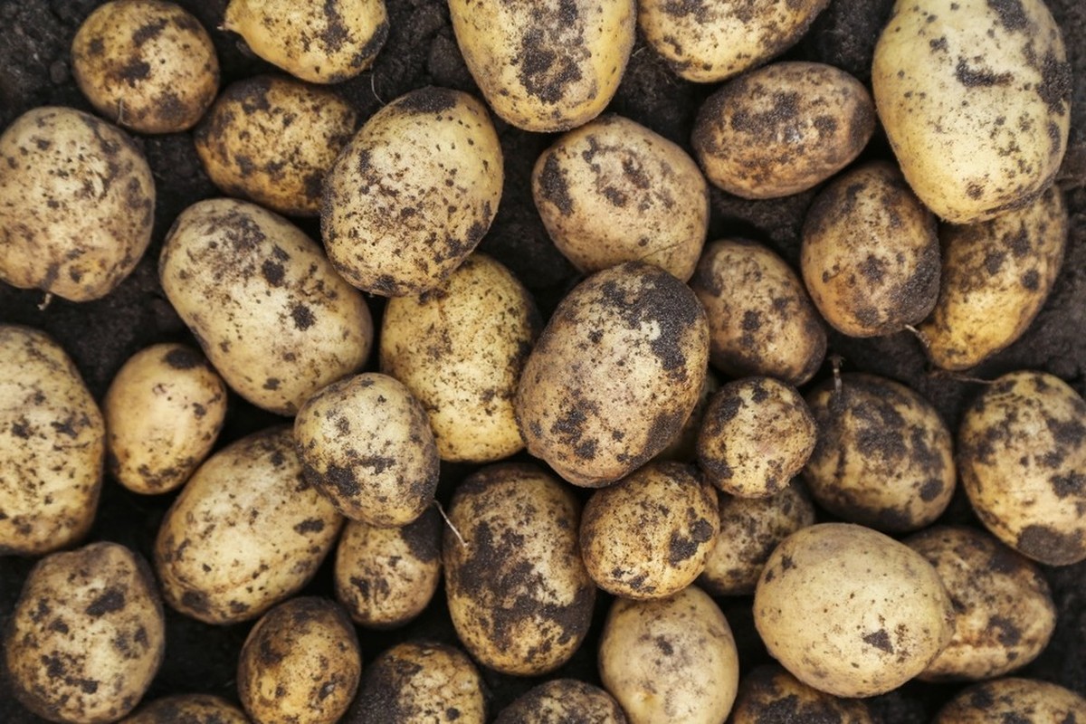 Des pertes historiques attendues pour les pommes de terre en France