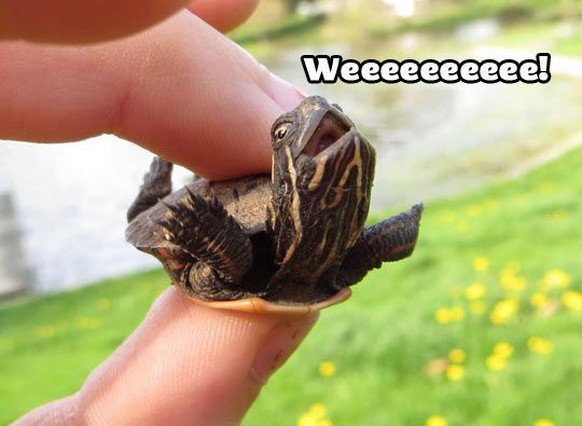 Schildkröte lustig

http://themetapicture.com/happy-baby-turtle-is-happy/
