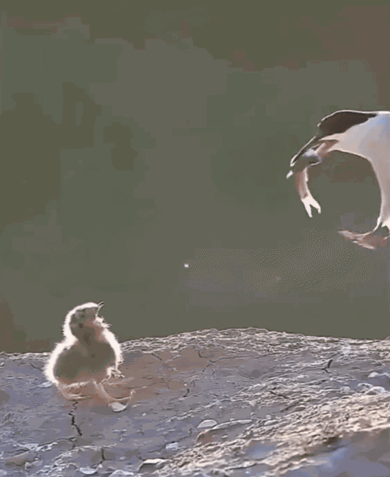 Animiertes GIF