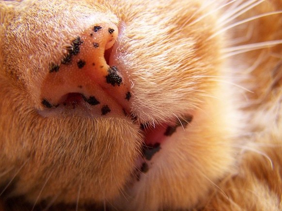 cute news tier katze

https://ch.pinterest.com/pin/64809682124622865/