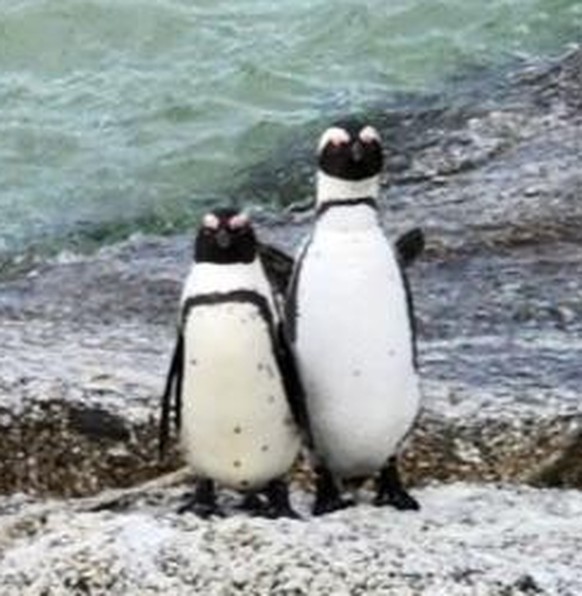 cute news tier pinguin

https://www.reddit.com/r/FunnyAnimals/comments/17vo2kn/penguin_couple_waves_hello/