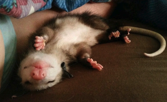 Opossum