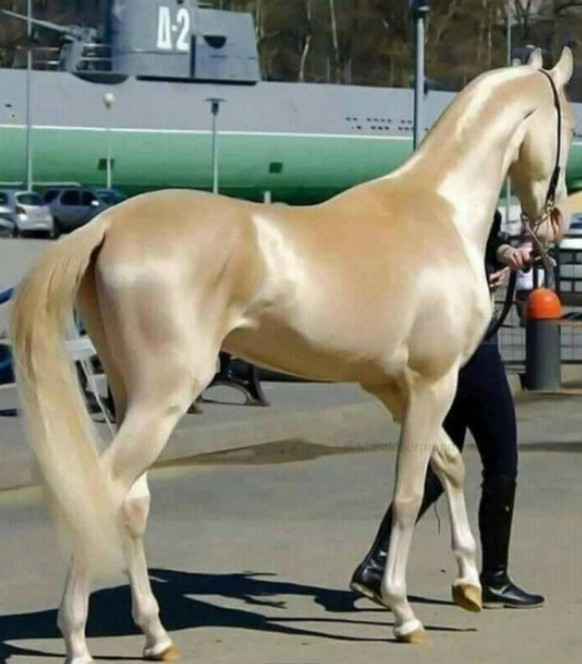 27 Tiere und andere Dinge in besonderen Farben, die dich zum Staunen bringen\nDas Achal-Teke Pferd ist eine der ältesten und reinsten Pferderassen. Es zeichnet sich durch seine goldene Farbe aus.
