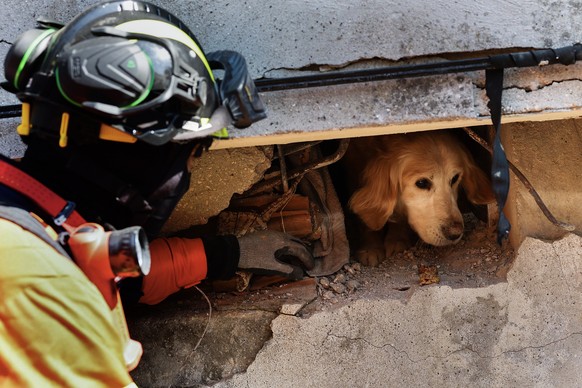 epaselect epa10467078 Portuguese rescue team members are trying to free the dog named Tarcin (Cinnamon) in a building that collapsed during the earthquake in Antakya capital of Hatay Province, Turkey, ...