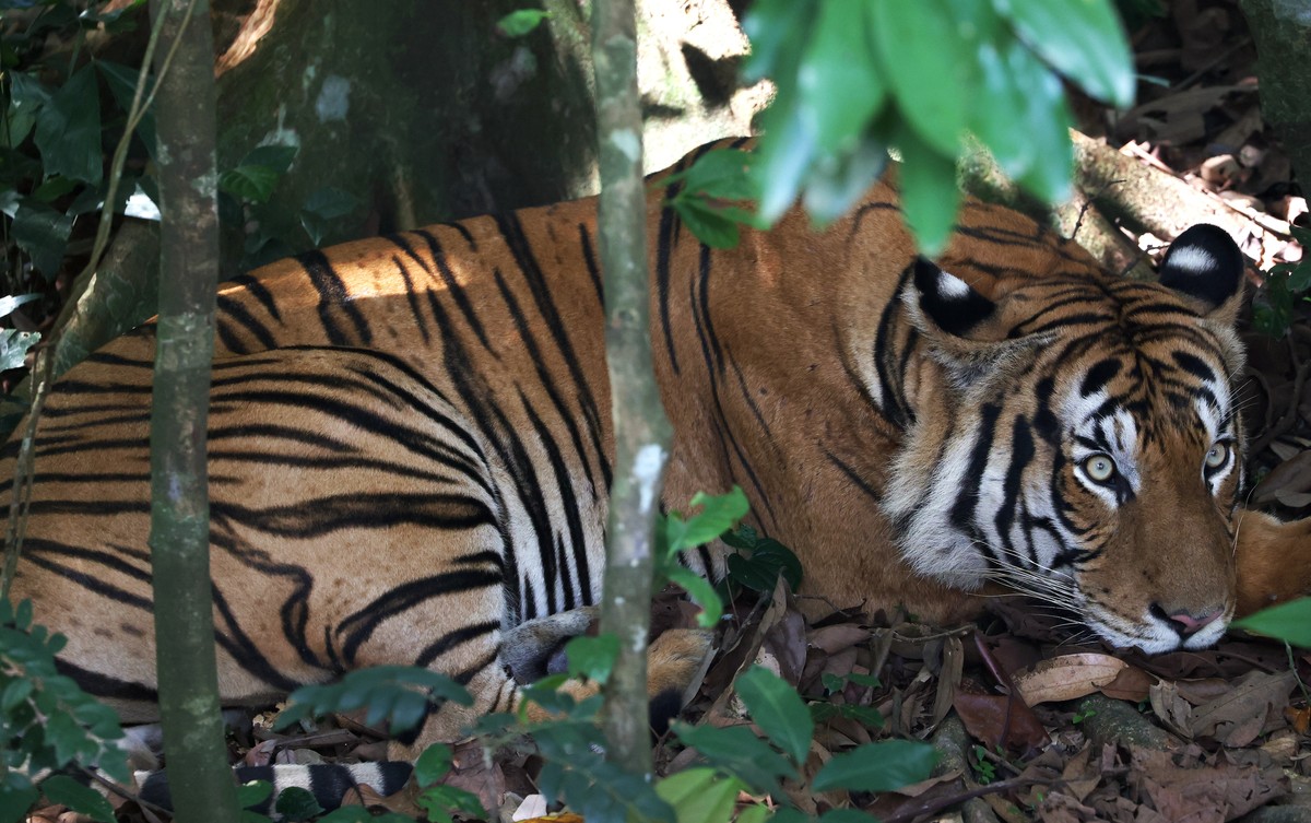 epa11957844 A Malayan tiger rests in its habitat at the Rock Cascade during the opening day of Rainforest Wild Asia in Singapore, 12 March 2025. Rainforest Wild Asia, Singapore's fifth wildlife p ...