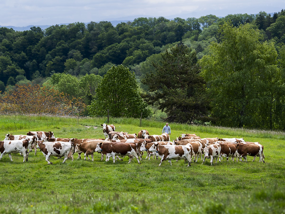 Agrijura, la Chambre d'agriculture du canton du Jura tire la sonnette d'alarme sur les capacit