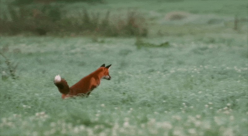 Animiertes GIF