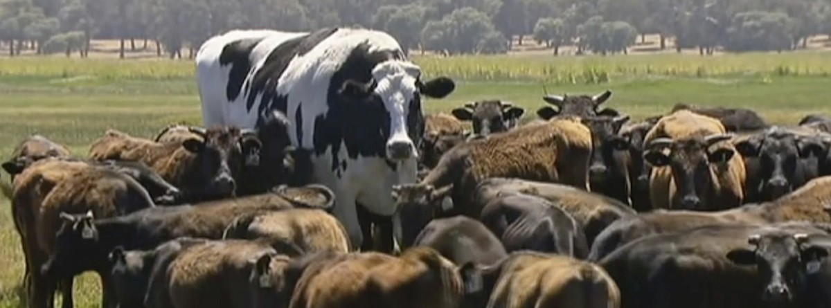In this image made from video taken Nov. 15, 2018, Knickers the steer, center back, is in paddock with cow herd
in Lake Preston, Australia. A enormous steer in the state of Western Australia has avoid ...